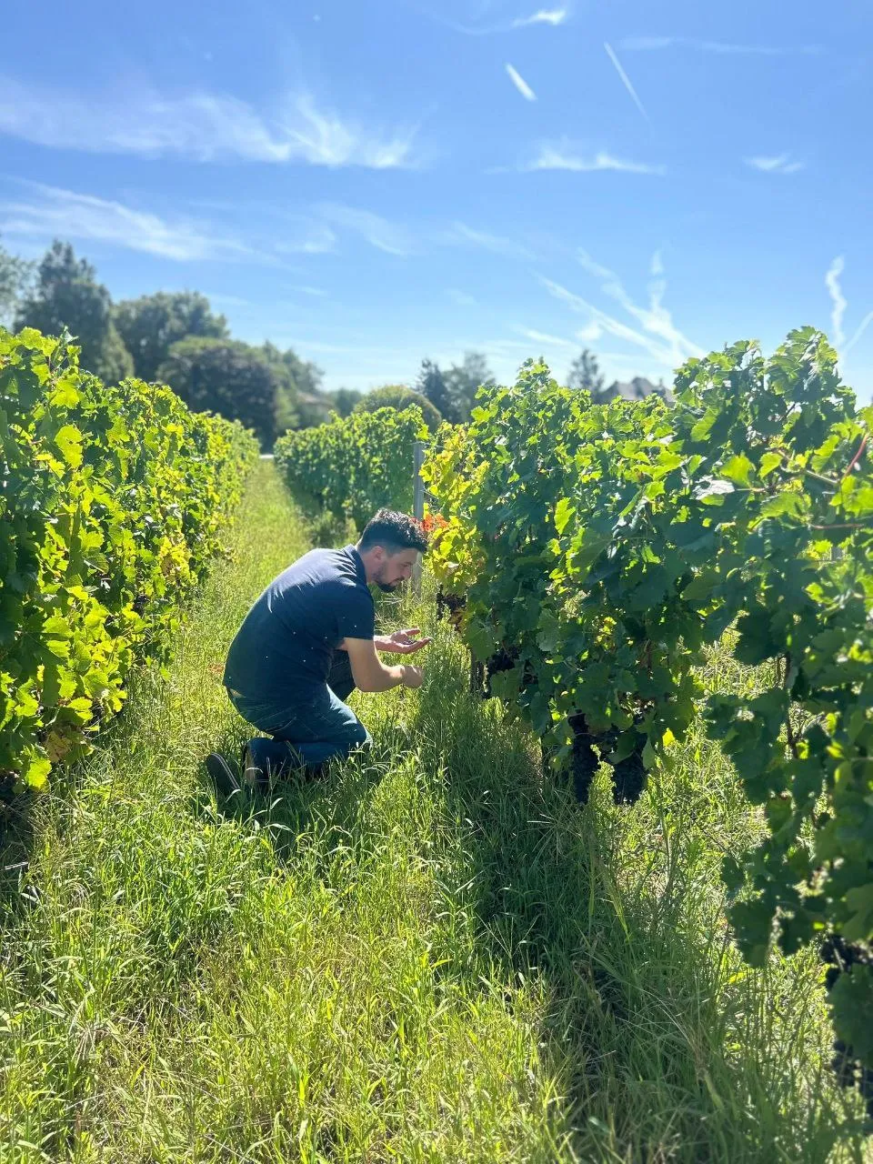 Travail de la vigne