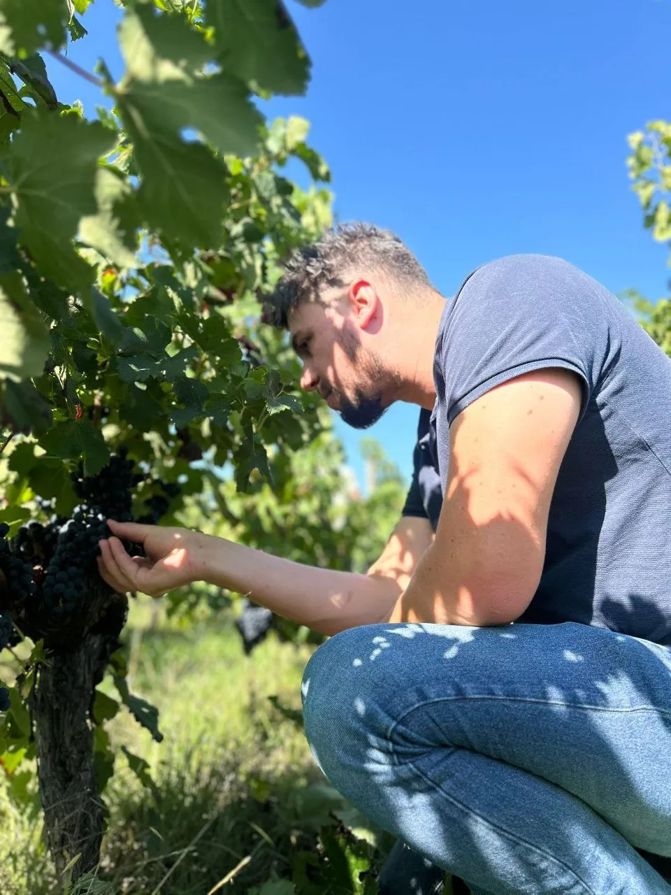 Inspection du raisin pendant les vendanges